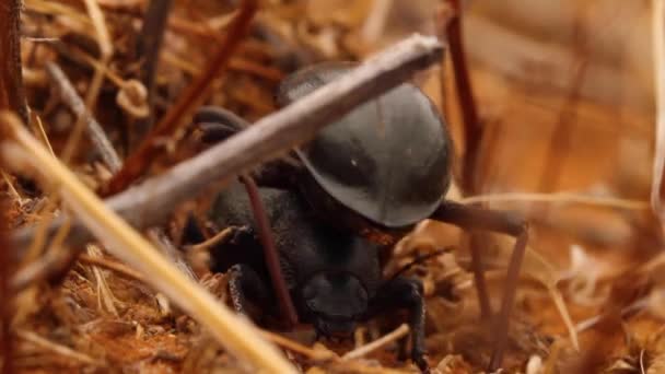章鱼甲虫拍打地面 — 图库视频影像