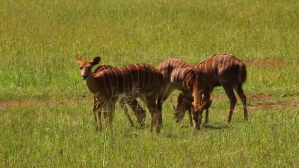 Vacas Nyala Las Llanuras Hierba Sudáfrica — Vídeos de Stock