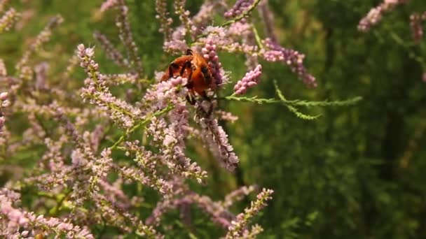 Insekter Som Finns Sydafrikas Flora — Stockvideo