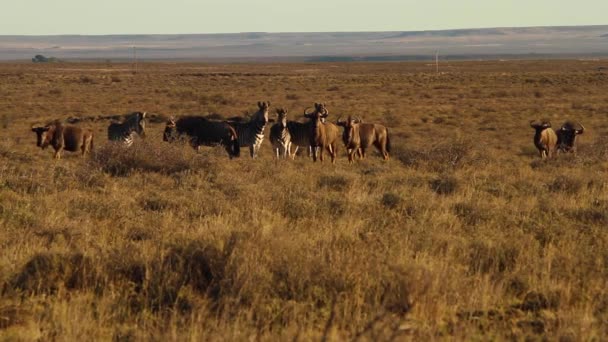 平野のWildebestとZebra — ストック動画