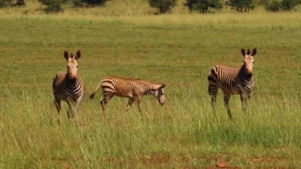 南アフリカの平野にあるゼブラ — ストック動画