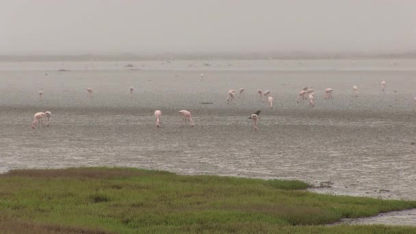 Flamingoes West Coast South Africa — Stock Video
