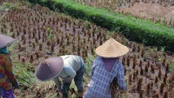 Balinese Teamwork Farmers Thresh Rice Plants Slow Motion Pan — Stock Video