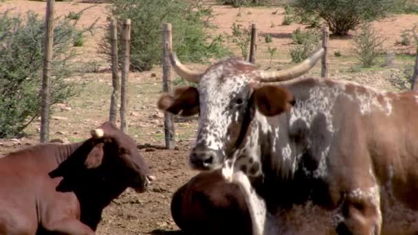 Nguni Dobytek Kraalu Okraji Kalahari — Stock video