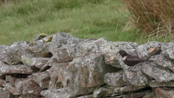 Ring Ouzel Paar Steinmauer Trägt Futter Für Jungtiere Hochland Brutgebieten — Stockvideo