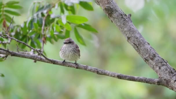 Μικρό Θηλυκό Αυστρικό Vermilion Flycatcher Σκαρφαλωμένο Κλαδί Δέντρου Μια Θυελλώδη — Αρχείο Βίντεο