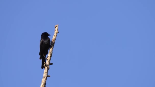Чорне Красиве Пташеня Molothrus Bonariensis Блискучим Відбиваючим Пір Стоїть Дереві — стокове відео