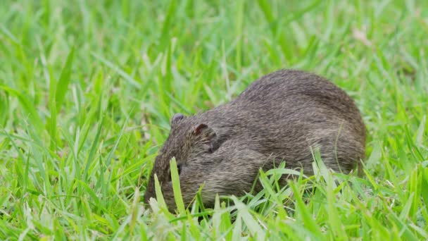 孤立的巴西豚鼠 站在草地上咀嚼食物 静态射击 — 图库视频影像