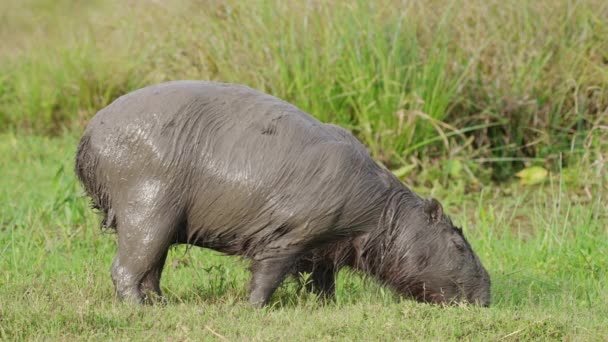 Yetişkin Capybara Bataklık Habitatında Çamur Otlatıyor Güney Amerika Vahşi Yaşam — Stok video