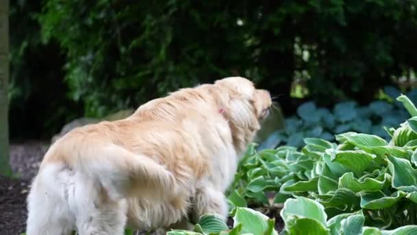 Golden Retriever Skäller Slow Motion Hundar Som Husdjur Tema — Stockvideo