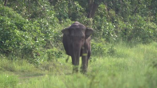 Elefant Går Den Höga Djungeln Gräs Chitwan National Park Nepal — Stockvideo