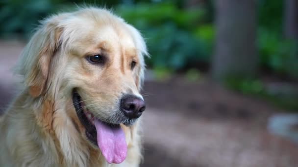 Golden Retriever Dyszy Zewnątrz Zbliżenie Psa — Wideo stockowe