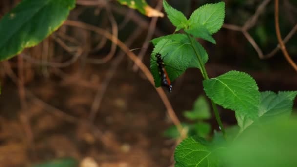 Cream Spotted Tigerwing Butterfly Green Leaf Tithorea Tarricina Close — Stock Video