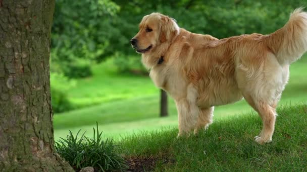Pies Stojący Cieniu Pod Drzewem Golden Retrievery Jako Motyw Zwierząt — Wideo stockowe