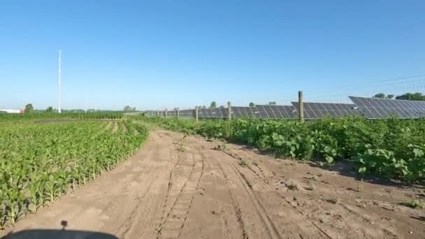 トウモロコシ畑と太陽電池アレイの間の未舗装の車線に沿って運転するPov 作物の完全なフィールドを持つ農村部で 代替エネルギーの概念 太陽エネルギーと緑のエネルギー — ストック動画