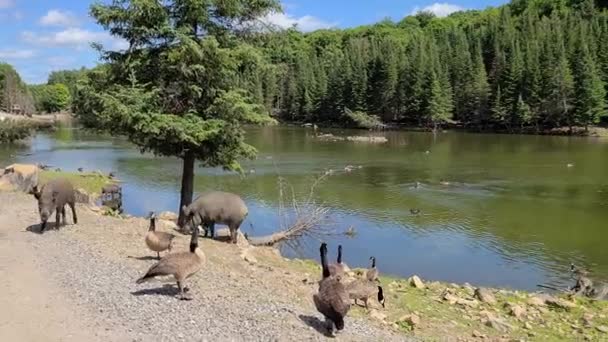 Porcos Patos Lado Margem Rio Ensolarado Quebec Canadá — Vídeo de Stock