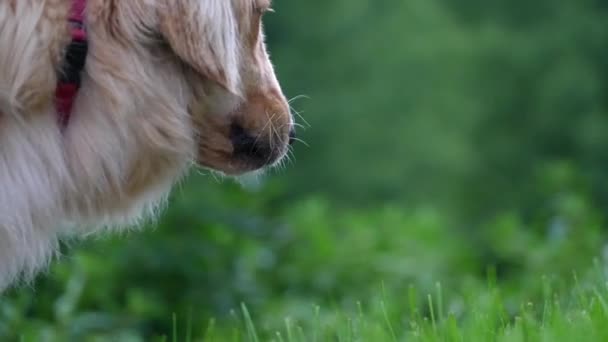 Собака Жует Траву Улице Золотой Ретривер — стоковое видео