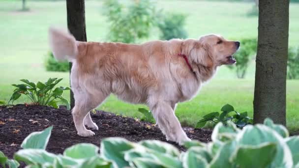 Pies Stoi Ściółce Szczeka Złoty Retriever Ogon Machanie — Wideo stockowe