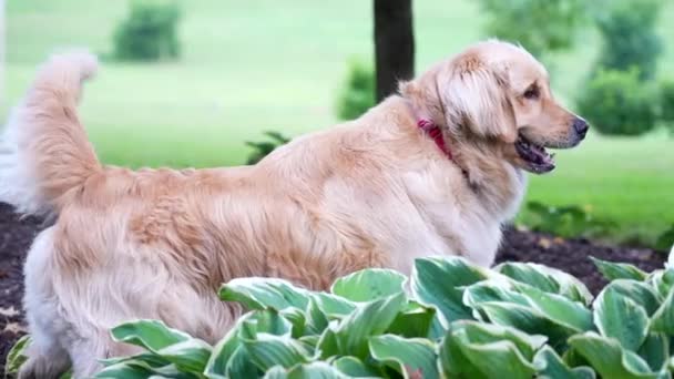 Golden Retriever Köpeği Kuyruğunu Sallıyor Havlıyor Evcil Hayvan — Stok video