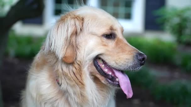 可爱的金毛猎犬靠拢 高质量的狗喘气录像 — 图库视频影像