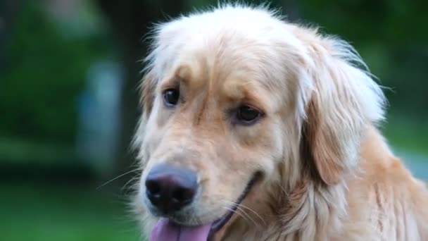 Golden Retriever Ras Hund Närbild Skott Plantering Utomhusmiljö — Stockvideo