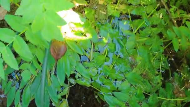 개구리 위장된 나뭇잎 있으면 속으로 — 비디오