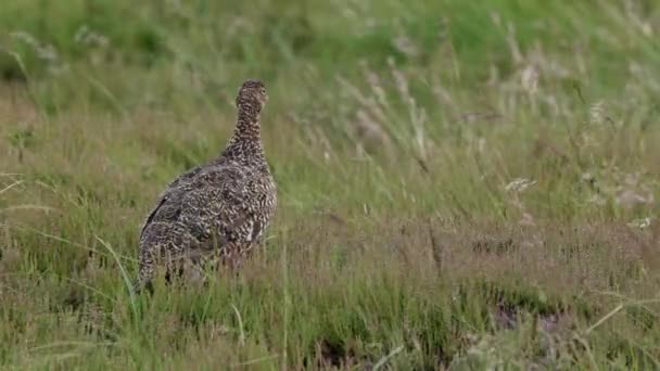 Black Grouse Female Standing Heather Walking Out Frame — Stock Video