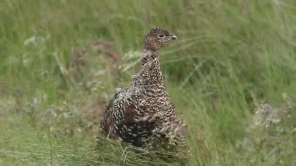 Black Grouse Female Standing Grass Moving Wind Close — Stock Video
