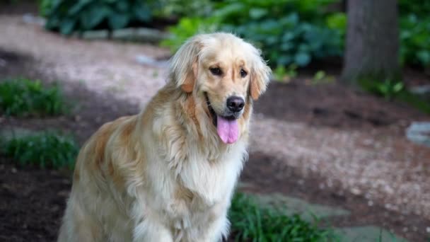 Perro Sentado Sombra Jadeando Adorable Mascota Golden Retriever Perro Sonriente — Vídeos de Stock