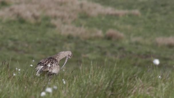 Eurasian Curlew Springtime Upland Breeding Habitat Yorkshire Dales — Stock Video