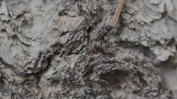 Slow Motion Ant Membawa Daun — Stok Video