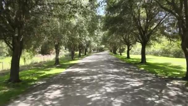 플로리다 남부의 나무가 줄지어 도로를 비행하고 있습니다 참나무들 중에는 스페인 — 비디오