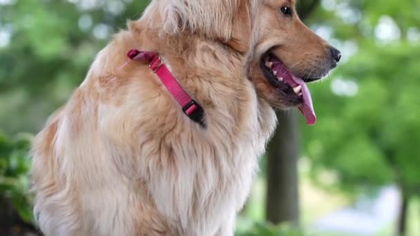 Golden Retriever Köpeği Dışarıda Oturuyor Evcil Hayvan Teması — Stok video