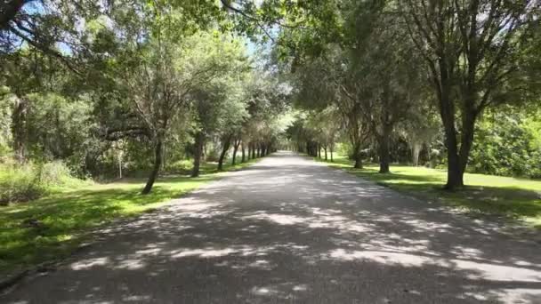Baumgesäumter Baumwipfelpfad Südwesten Floridas Eine Alte Südkurve Mit Lebenden Eichen — Stockvideo