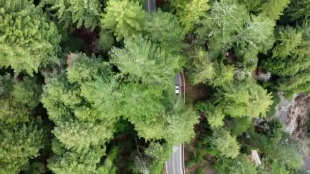 森の中を白いトラックが走る — ストック動画