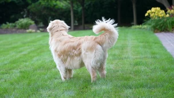 Golden Retriever Büyük Arka Bahçede Duruyor Evcil Hayvan Olarak Sevimli — Stok video