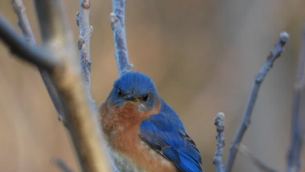 Φωτεινό Μπλε Και Πορτοκαλί Πουλί Κοιτάζει Κάμερα Σκαρφαλωμένο Ένα Κλαδί — Αρχείο Βίντεο
