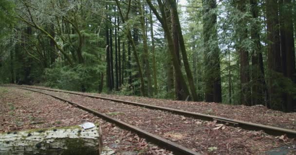 森の中の鉄道線路 — ストック動画