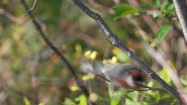 Baai Borstzanger Springt Snel Van Boomtak Foto Van Een Bayborstvogel — Stockvideo