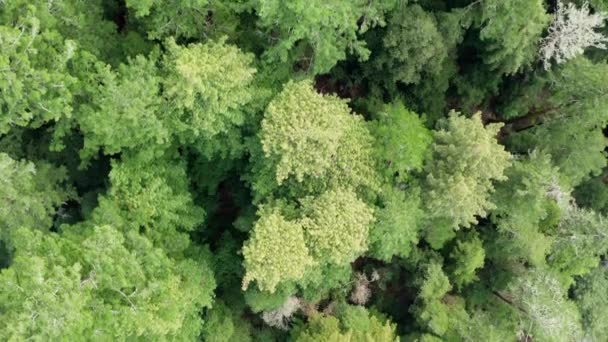 Filmagem Zangões Floresta Cima Para Baixo — Vídeo de Stock