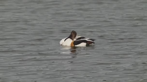 Shelduck Cleaning Itself While Dipped Placid Waters Texel Island Nederland — Stockvideo