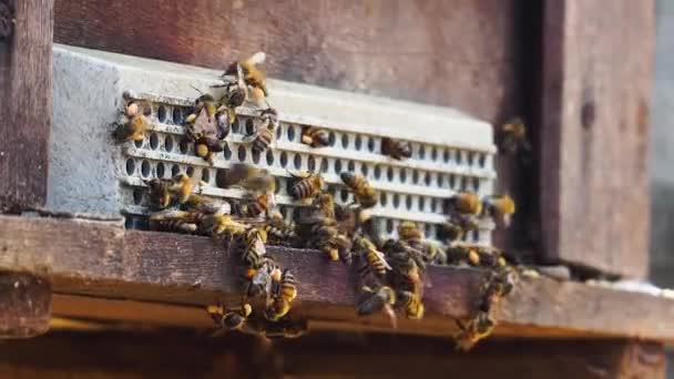 用花蜜把工蜂赶出蜂窝 天亮了 — 图库视频影像