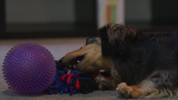 Dachshund Dog Playing Toys — Stock Video