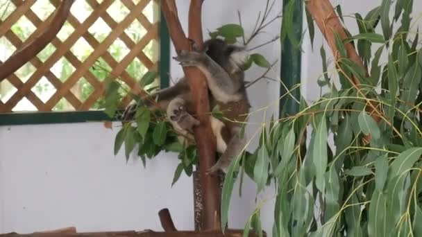 Fantástico Disparo Koala Durmiendo Árbol — Vídeos de Stock