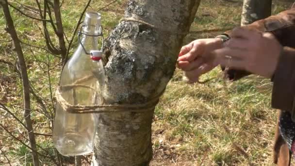 Язання Мотузкою Скляної Пляшки Березове Дерево Щоб Зібрати Його Сік — стокове відео