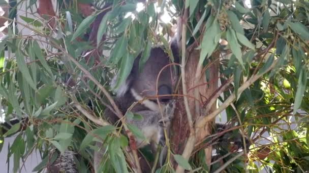 Koala Maravilhoso Dormindo Uma Árvore — Vídeo de Stock