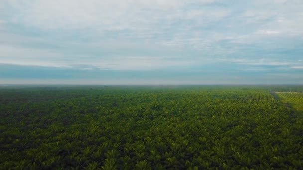 Filmiska Drönare Film Oljepalmplantation Riau Indonesien Som Landet Världens Största — Stockvideo