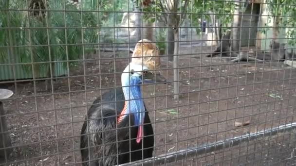 Fantástico Tiro Casuario Común Australia Una Jaula Del Zoológico — Vídeos de Stock