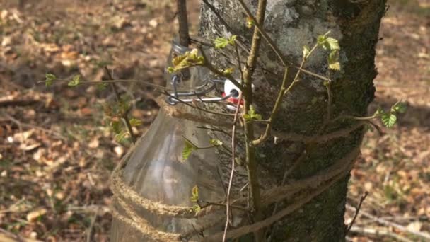 Скляна Пляшка Збирає Березовий Сік Невеликої Гілки Лісі Навесні — стокове відео