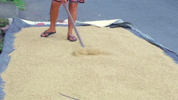 道路上の穀物米の手動乾燥プロセス — ストック動画